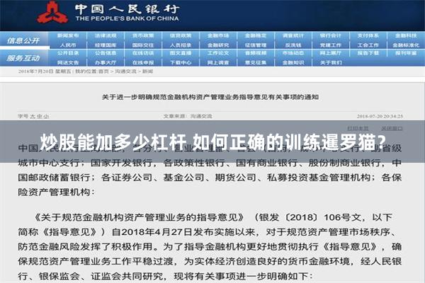 炒股能加多少杠杆 如何正确的训练暹罗猫？
